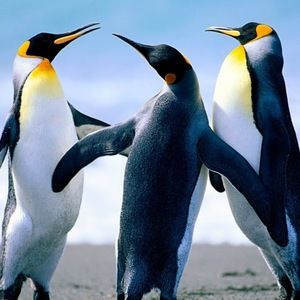 Meet your Posher, Monique